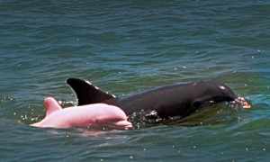 Pinky-the-rare-albino-dolphin