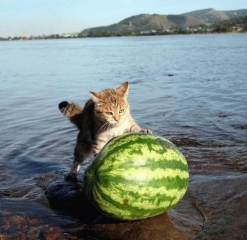 cat-watermelon-beach