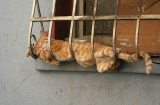 funny-cat-sleeping