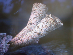 dsc07890
