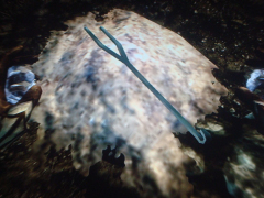 skyrim-diary-image-b160
